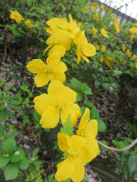 ファイル 4928-3.jpg