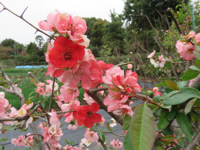 ファイル 4928-4.jpg