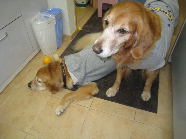 ファイル 493-4.jpg