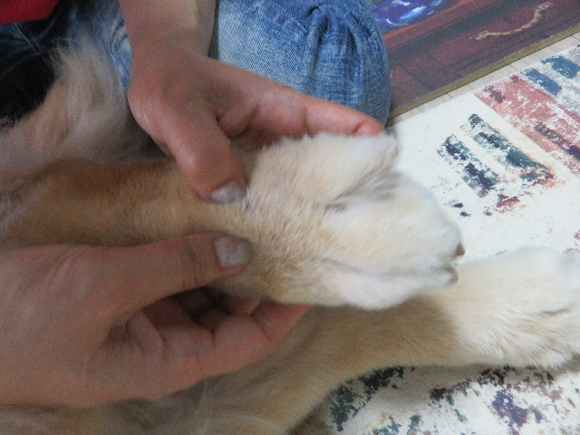 ファイル 4932-4.jpg