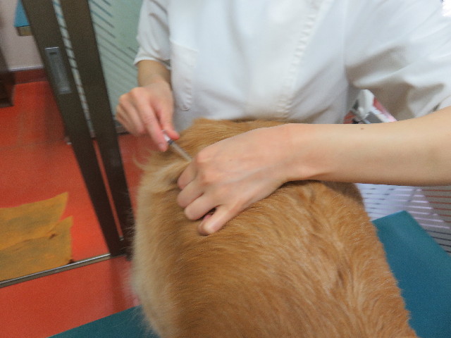 ファイル 4942-1.jpg