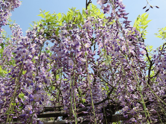 ファイル 4943-4.jpg