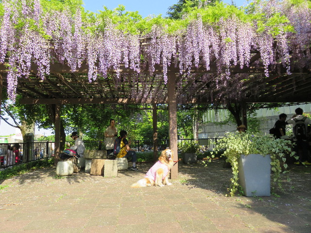 ファイル 4949-2.jpg