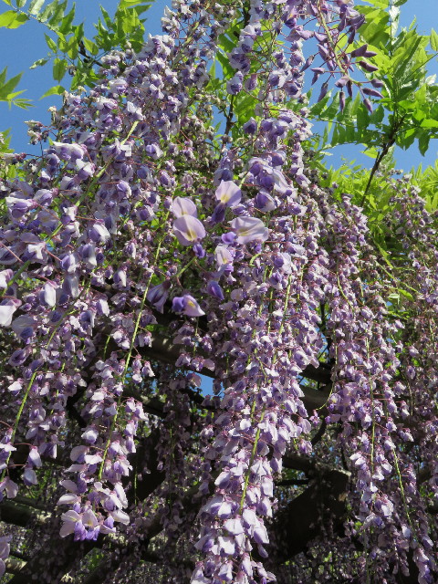 ファイル 4950-1.jpg