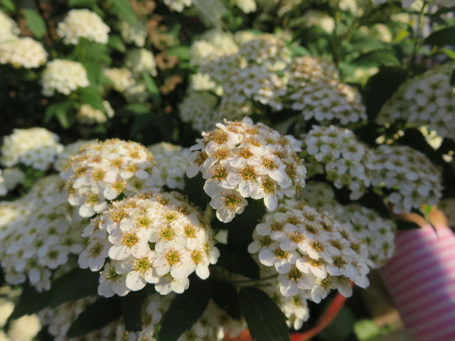 ファイル 4950-2.jpg