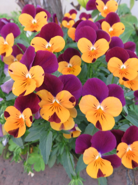 ファイル 4950-4.jpg