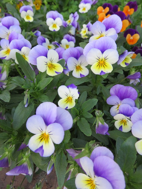 ファイル 4950-5.jpg