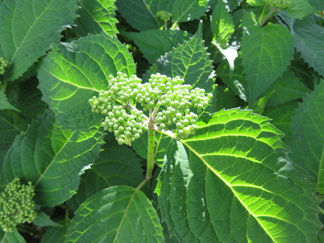 ファイル 4952-2.jpg