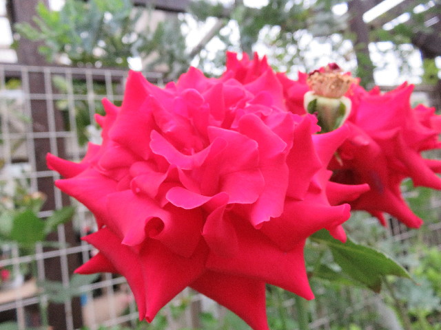 ファイル 4972-4.jpg