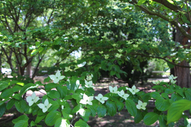 ファイル 4973-1.jpg