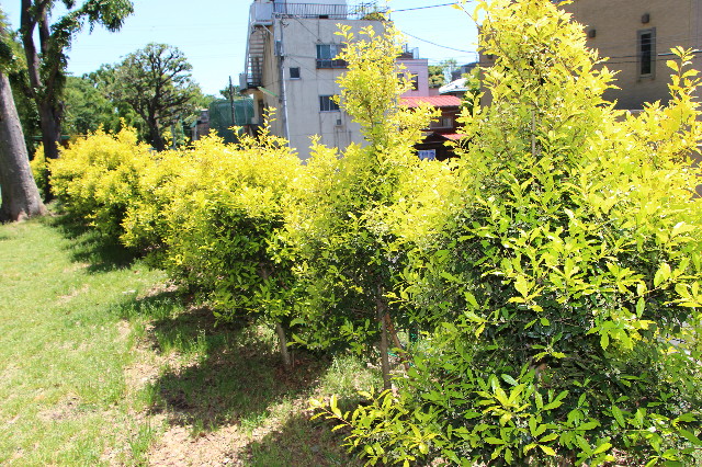 ファイル 4974-2.jpg