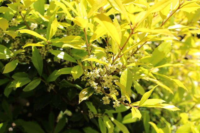 ファイル 4974-3.jpg