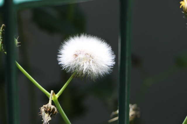 ファイル 4975-1.jpg