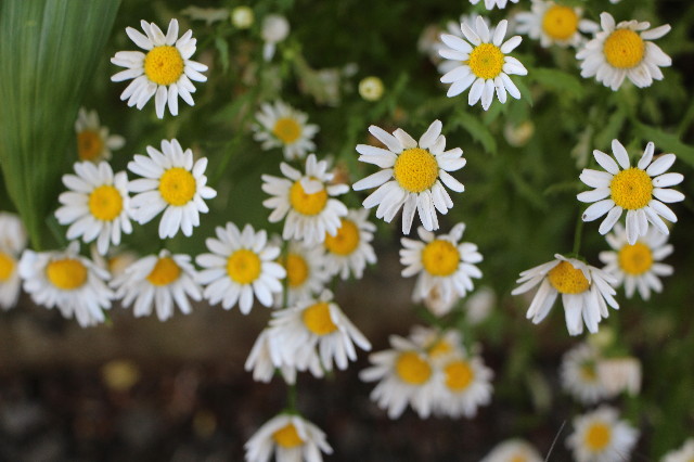 ファイル 4975-3.jpg