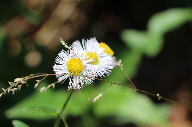 ファイル 4975-4.jpg