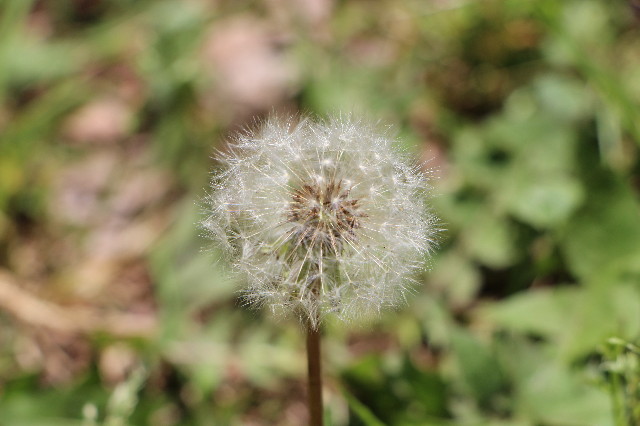 ファイル 4975-5.jpg