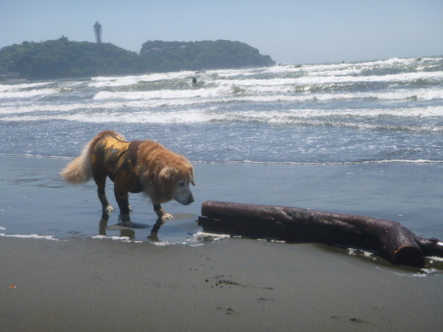 ファイル 4977-5.jpg