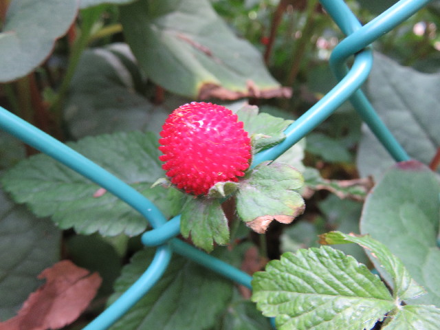 ファイル 4978-2.jpg