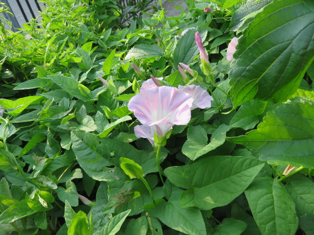 ファイル 4984-4.jpg