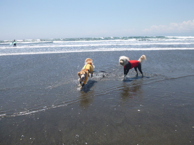 ファイル 4986-1.jpg