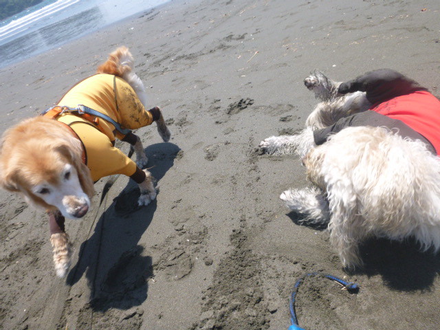 ファイル 4986-4.jpg