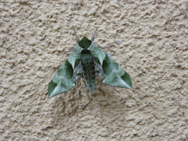 ファイル 4987-5.jpg