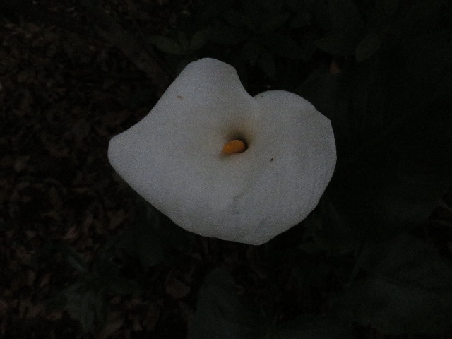 ファイル 4993-2.jpg