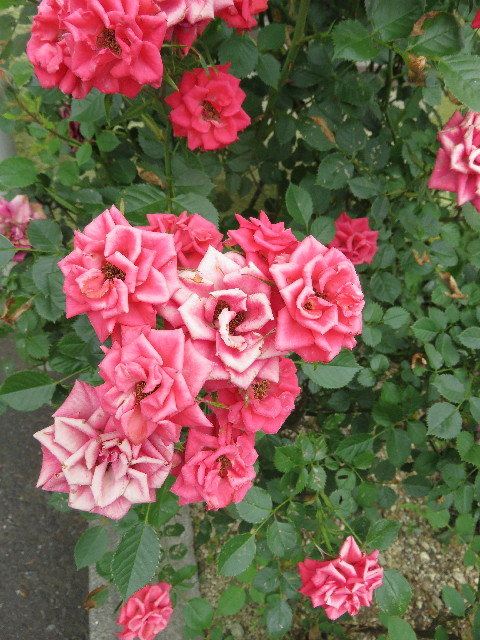 ファイル 4993-5.jpg