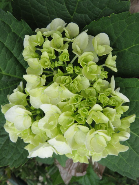 ファイル 4996-2.jpg