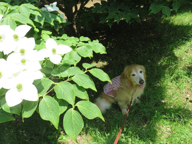 ファイル 4998-2.jpg