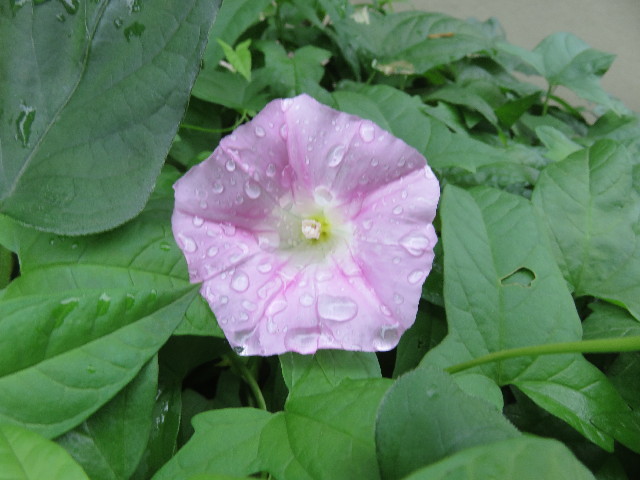 ファイル 5003-3.jpg