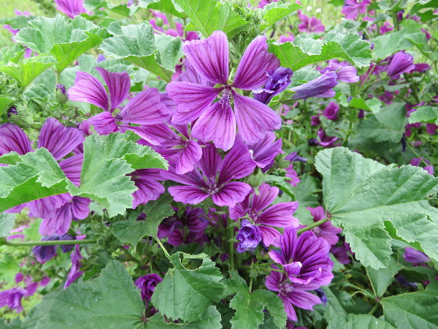 ファイル 5010-2.jpg