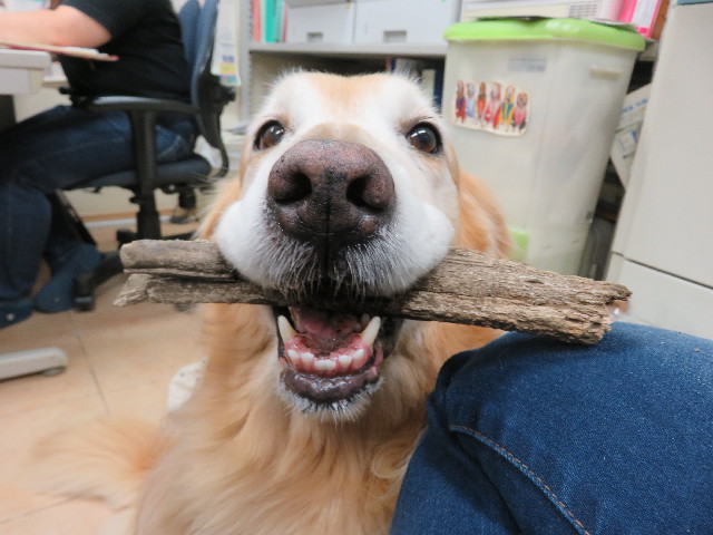 ファイル 5013-1.jpg