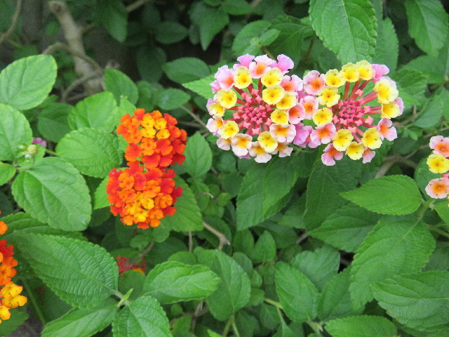 ファイル 5018-5.jpg