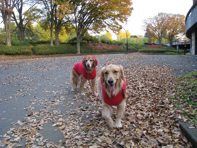 ファイル 502-1.jpg