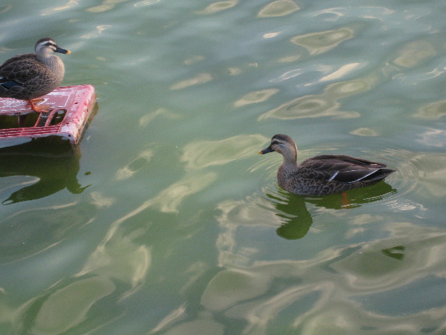 ファイル 502-3.jpg