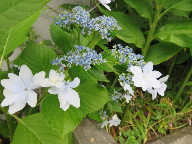 ファイル 5020-2.jpg