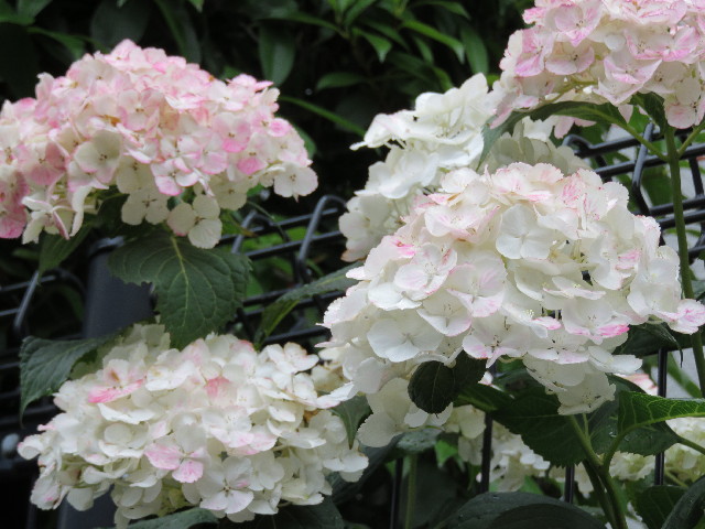 ファイル 5020-4.jpg