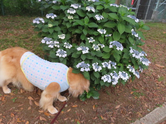 ファイル 5026-1.jpg