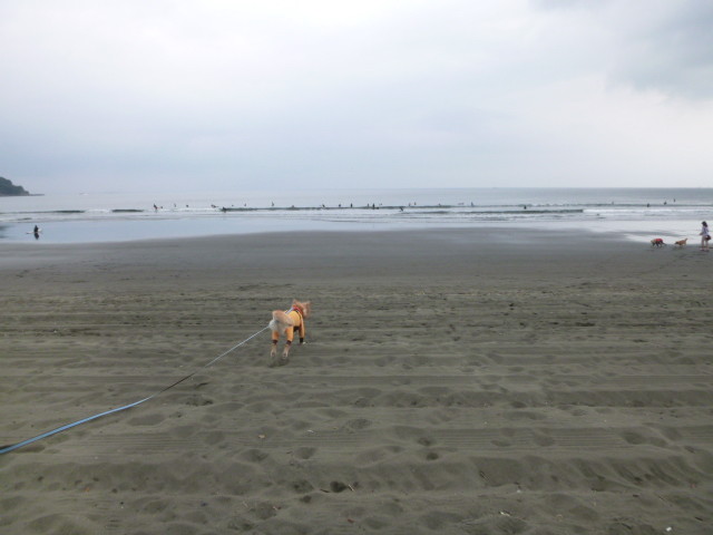 ファイル 5027-1.jpg