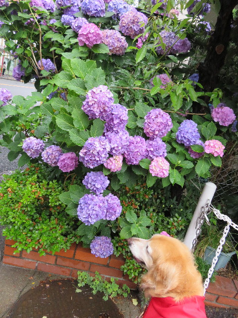 ファイル 5028-2.jpg