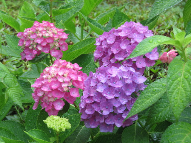 ファイル 5029-1.jpg