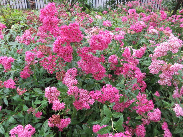 ファイル 5029-5.jpg