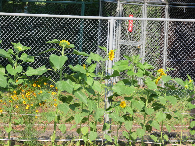 ファイル 5038-4.jpg