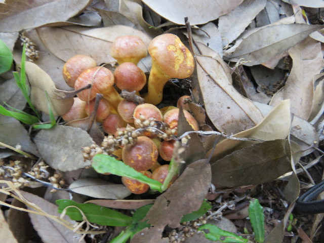 ファイル 5038-5.jpg