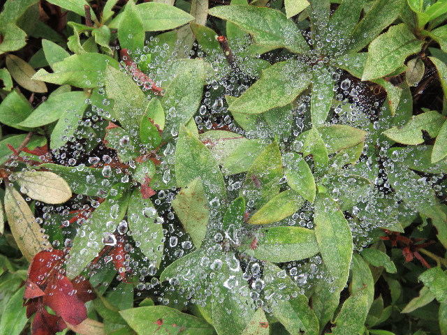 ファイル 5041-1.jpg