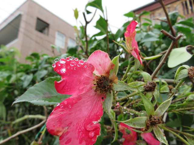 ファイル 5041-3.jpg