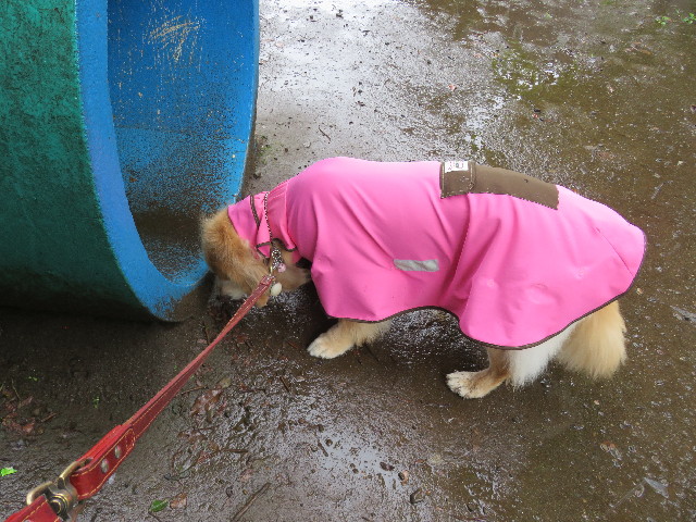 ファイル 5051-3.jpg