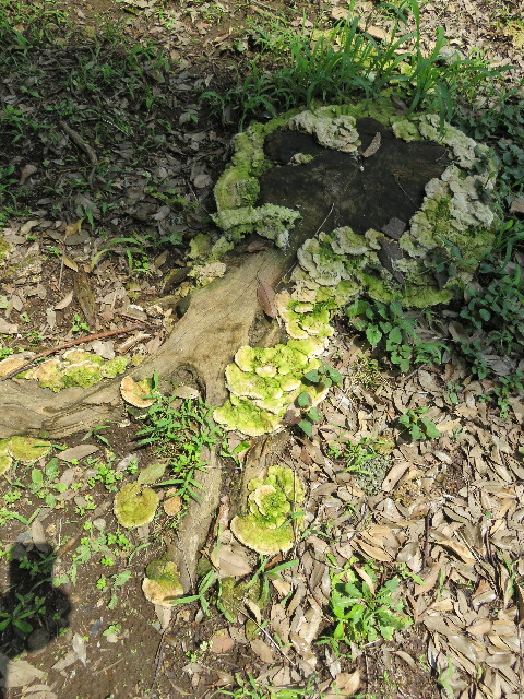 ファイル 5064-2.jpg