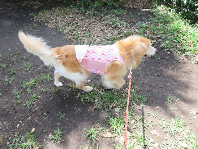 ファイル 5070-2.jpg